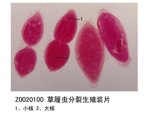 动物学类玻片一览 - 生物切片-生物玻片-新乡市金博通科教仪器有限公司