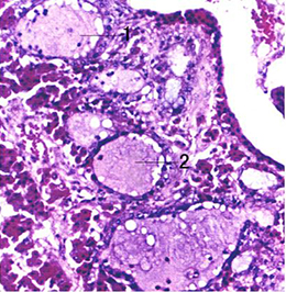 脑垂体切片(动物)