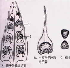 蕨孢子叶横切图结构图片