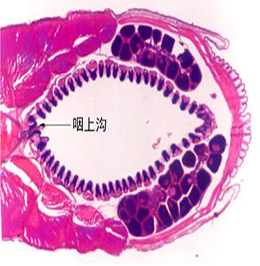 文昌鱼过小肠横切图图片