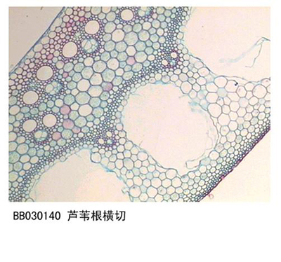 植物学类玻片价格一览